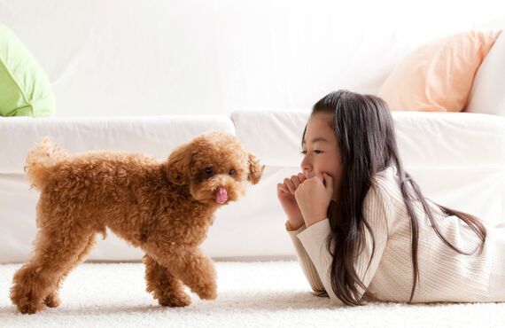 トイプードルを可愛らしくトリミングいたします | 横浜のトリミングサロン・DOG SALON JUPITER