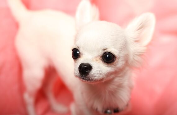 チワワの幸せを考えながら施術を進めてまいります | 横浜のトリミングサロン・DOG SALON JUPITER