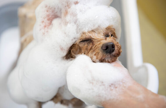 横浜でマイクロバブルで洗い上げるトリミングサロン| 横浜のトリミングサロン・DOG SALON JUPITER