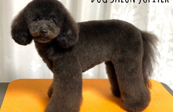 横浜でトイプードルの仔犬のトリミングができるトリミングサロン| 横浜のトリミングサロン・DOG SALON JUPITER