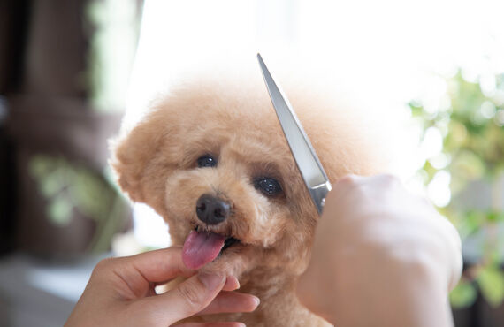横浜でトイプードルのトリミングができるトリミングサロン| 横浜のトリミングサロン・DOG SALON JUPITER