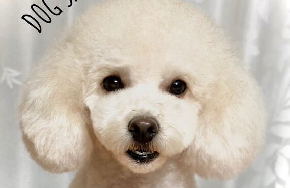 横浜でトイプードルのトリミングができるトリミングサロン| 横浜のトリミングサロン・DOG SALON JUPITER