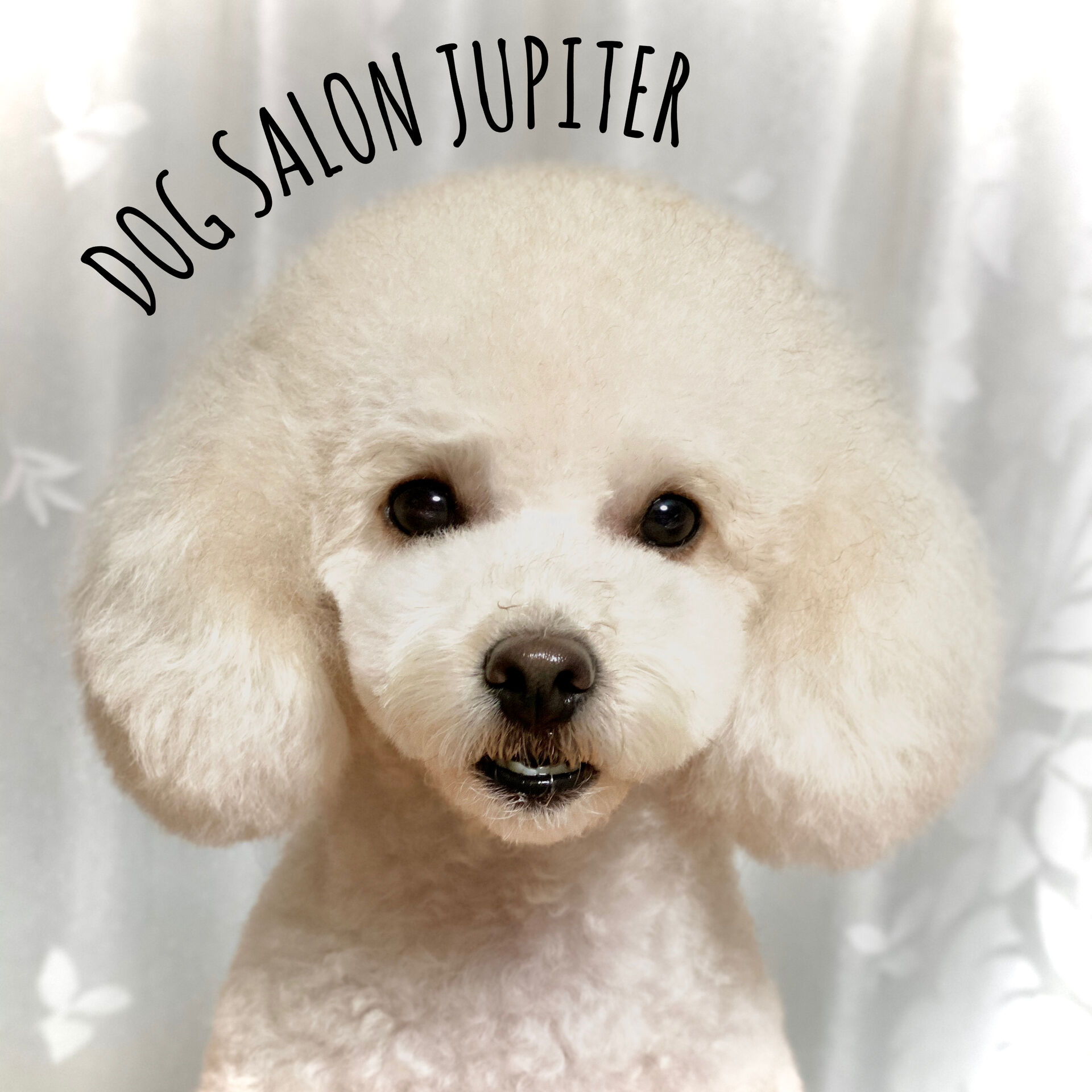 横浜でトイプードルのトリミングができるトリミングサロン 横浜のトリミングサロン Dog Salon Jupiter