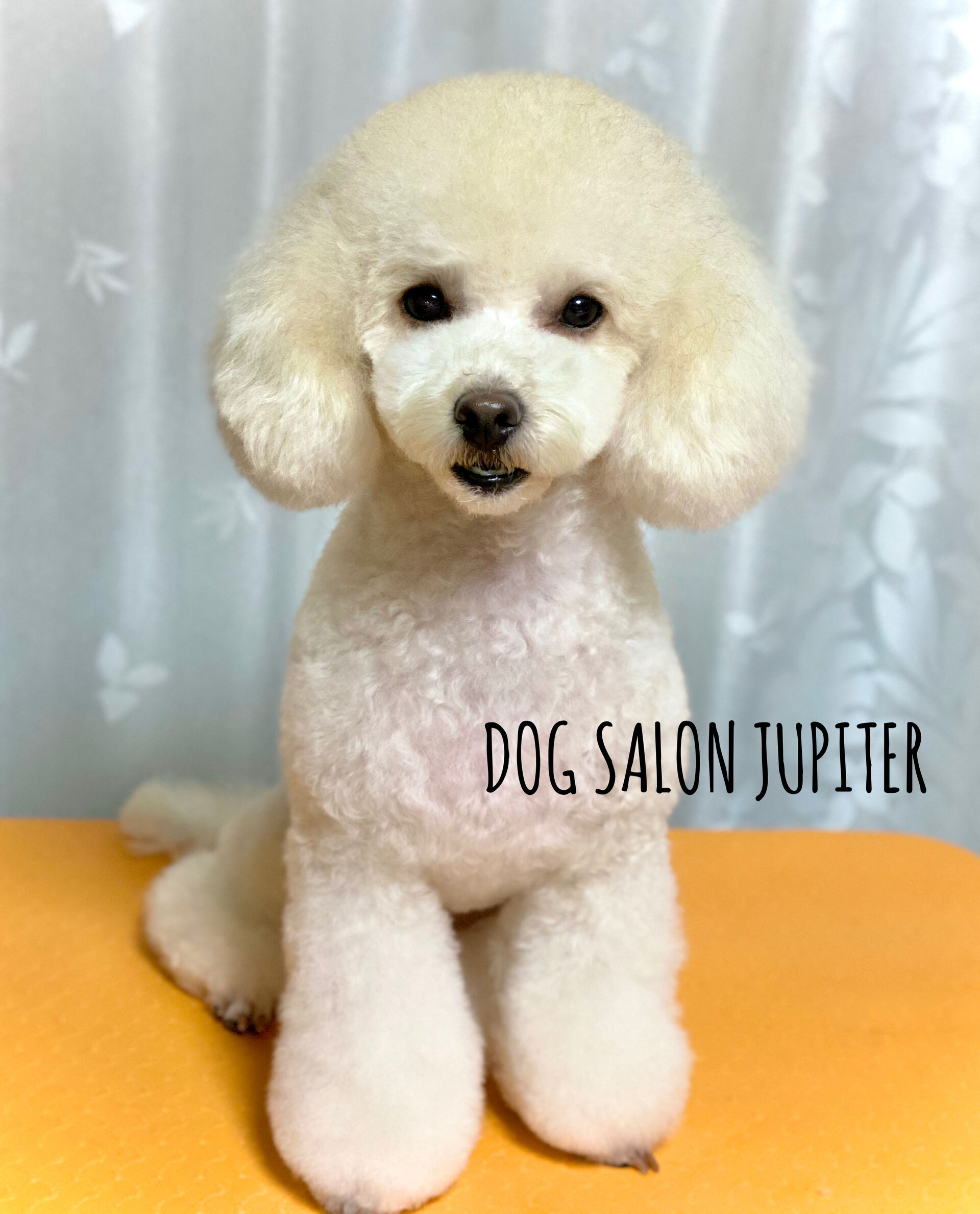 横浜でトイプードルのトリミングができるトリミングサロン 横浜のトリミングサロン Dog Salon Jupiter