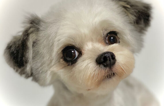 横浜でミックス犬のトリミングができるトリミングサロン| 横浜のトリミングサロン・DOG SALON JUPITER