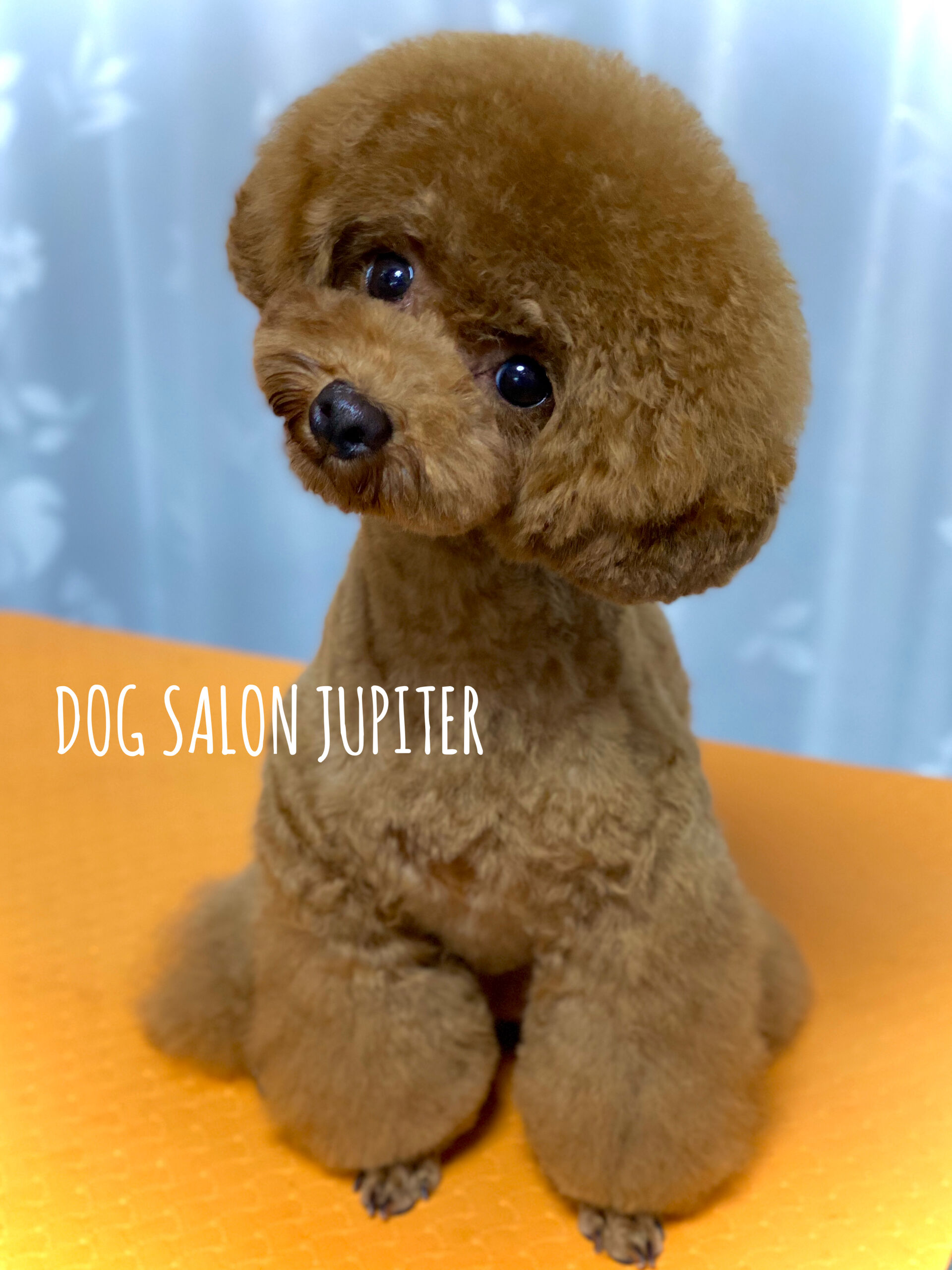 横浜でトイプードルのトリミングができるトリミングサロン 横浜のトリミングサロン Dog Salon Jupiter