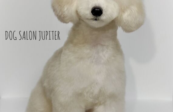 横浜でトイプードルのトリミングができるトリミングサロン| 横浜のトリミングサロン・DOG SALON JUPITER