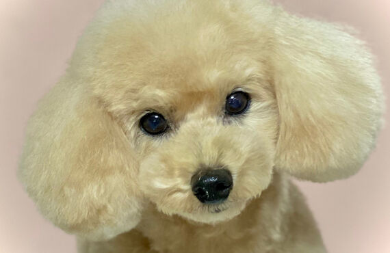 横浜でトイプードルのトリミングができるトリミングサロン| 横浜のトリミングサロン・DOG SALON JUPITER