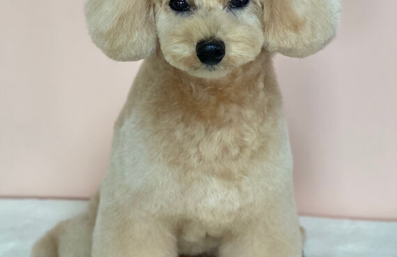 横浜でトイプードルのトリミングができるトリミングサロン| 横浜のトリミングサロン・DOG SALON JUPITER