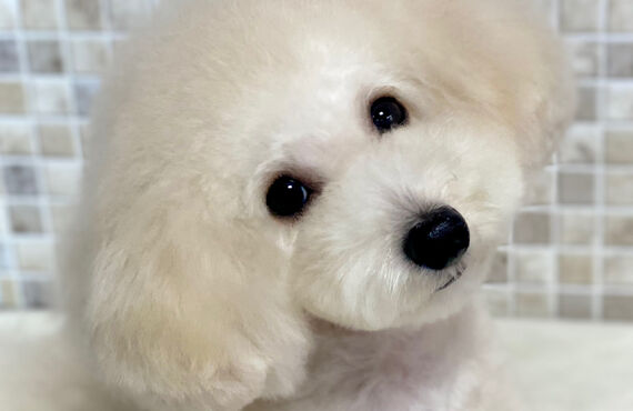 横浜でトイプードルの仔犬のトリミングができるトリミングサロン| 横浜のトリミングサロン・DOG SALON JUPITER