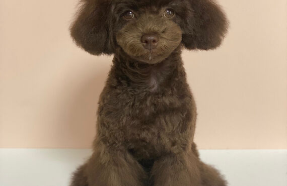 横浜でトイプードルの仔犬のトリミングができるトリミングサロン| 横浜のトリミングサロン・DOG SALON JUPITER