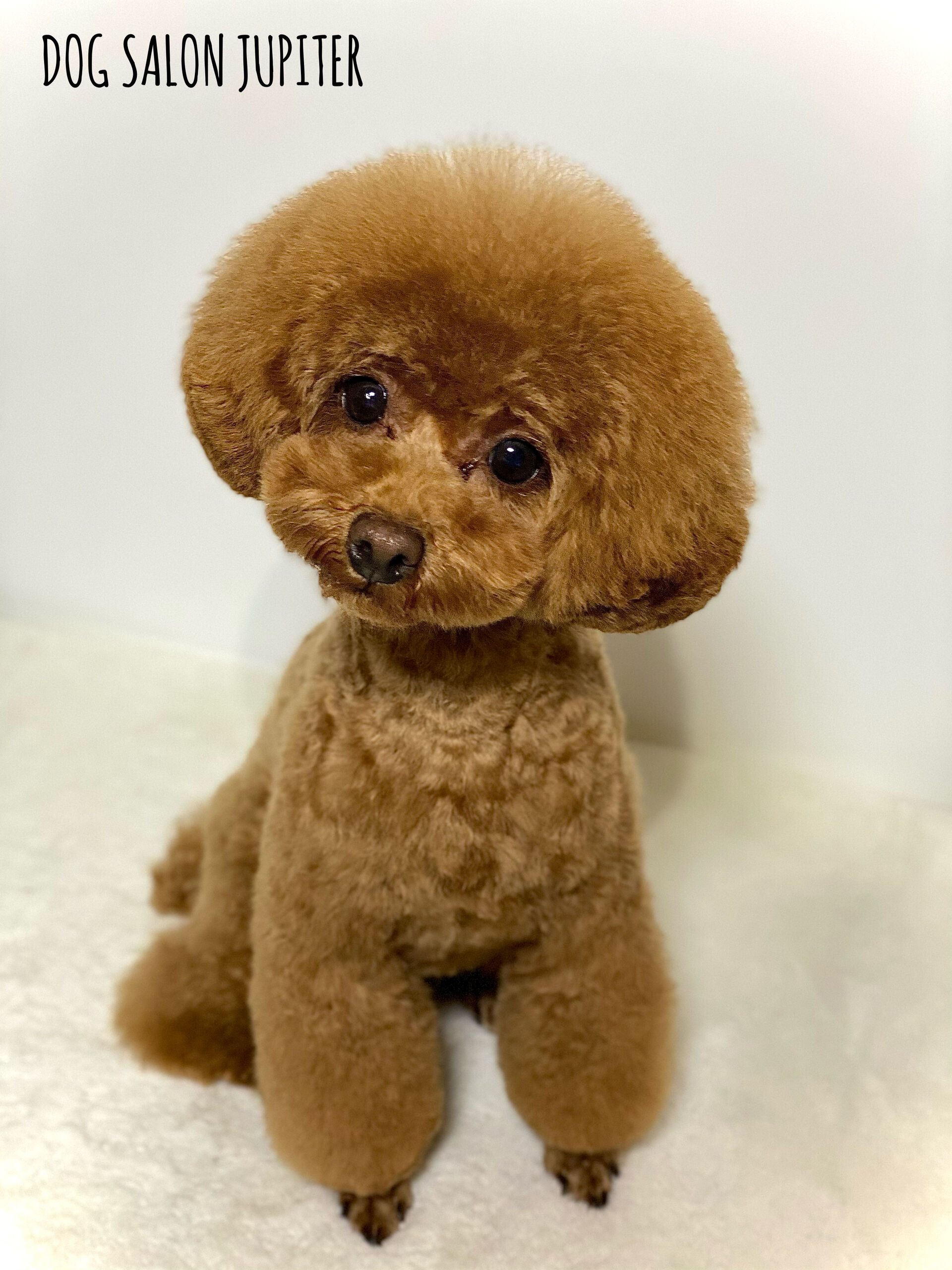横浜でトイプードルのトリミングができるトリミングサロン 横浜市泉区のトリミングサロン Dog Salon Jupiter