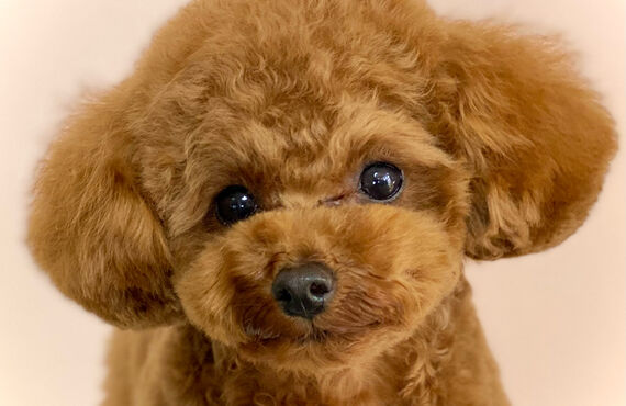 横浜でトイプードルの仔犬のトリミングができるトリミングサロン| 横浜のトリミングサロン・DOG SALON JUPITER