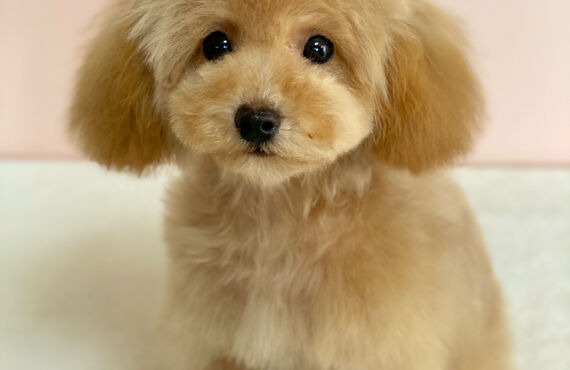 横浜でトイプードルの仔犬のトリミングができるトリミングサロン| 横浜のトリミングサロン・DOG SALON JUPITER